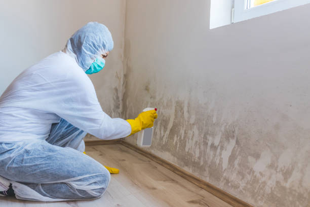 Licensed Mold Remediation service in Hunt Valley, MD - WQB Mold Removal